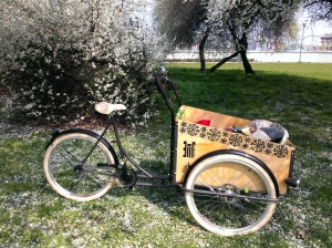 dzieciaki w rowerach cargo-bikes.pl (2a)